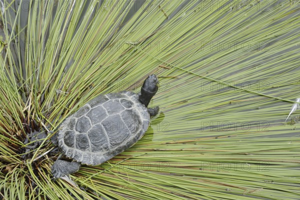 Yellow-cheeked tortoise (Trachemys scripta scripta), neozoa in Germany, North Rhine-Westphalia,