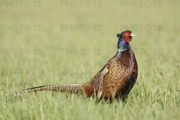 Hunting pheasant (Phasianus colchicus), cock standing in a meadow, North Rhine-Westphalia, Germany