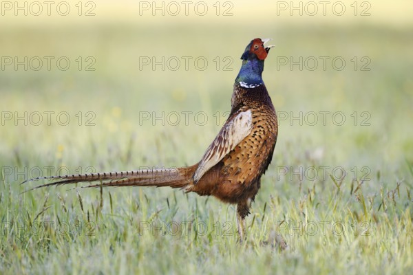 Hunting pheasant (Phasianus colchicus), cock stands calling in a meadow, North Rhine-Westphalia,