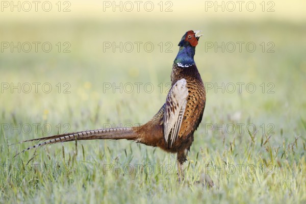 Hunting pheasant (Phasianus colchicus), cock stands calling in a meadow, North Rhine-Westphalia,
