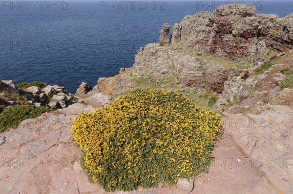 Western gorse (Ulex gallii) on the cliffs, Cap Frehel, Cote d'Emeraude, Cotes-d'Armor, Brittany,
