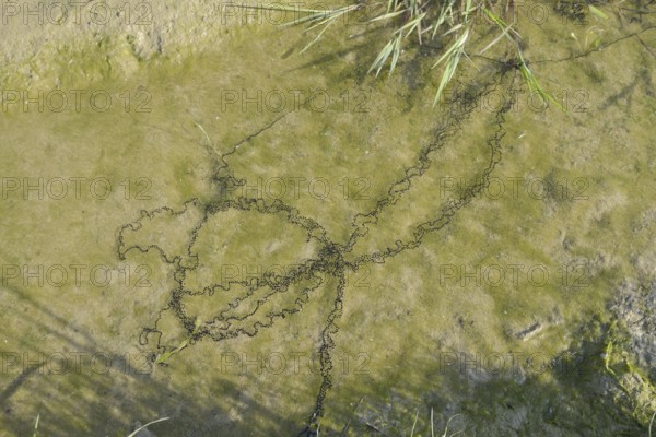 Natterjack toad (Bufo calamita, Epidalea calamita), spawning lines in a puddle, North