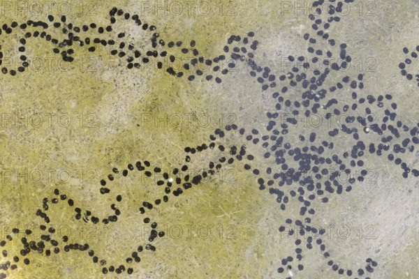 Natterjack toad (Bufo calamita, Epidalea calamita), spawning lines in a puddle, North