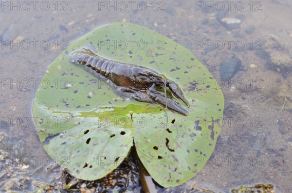 Crayfish or European crayfish (Astacus astacus) on a leaf of the water lily (Nuphar) in the water,