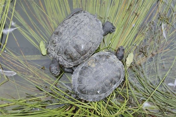 Red-cheeked tortoise (Trachemys scripta elegans), neozoa in Germany, North Rhine-Westphalia,