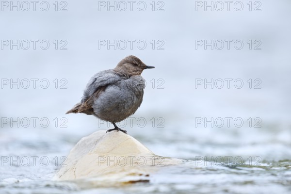 Grey White-throated Dipper (Cinclus mexicanus) standing on a rock in the water, Waterton Lakes