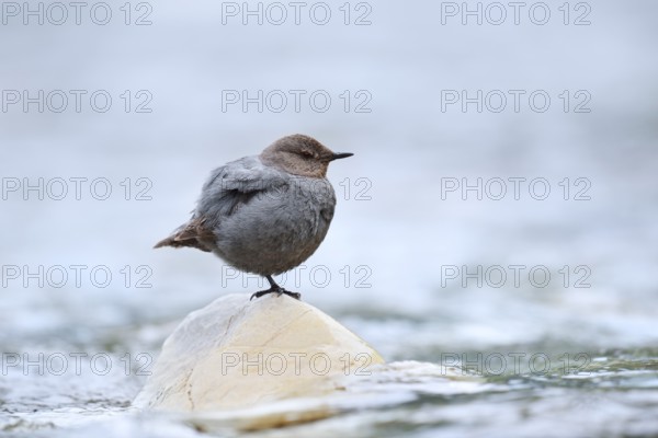Grey White-throated Dipper (Cinclus mexicanus) standing on a rock in the water, Waterton Lakes