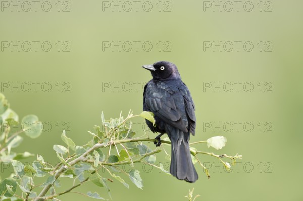 Purple Blackbird (Euphagus cyanocephalus), male sitting on a branch, Waterton Lakes National Park,