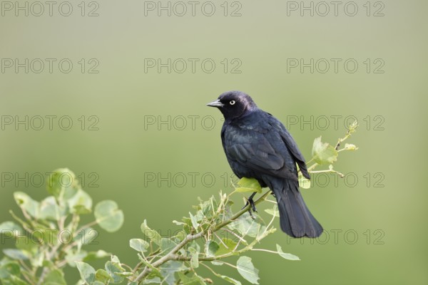 Purple Blackbird (Euphagus cyanocephalus), male sitting on a branch, Waterton Lakes National Park,
