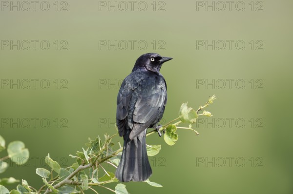 Purple Blackbird (Euphagus cyanocephalus), male sitting on a branch, Waterton Lakes National Park,
