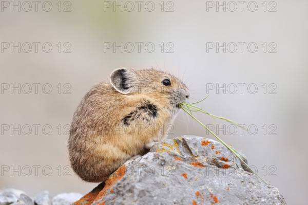 American pika (Ochotona princeps) sitting on a rock and eating, Jasper National Park, Alberta,
