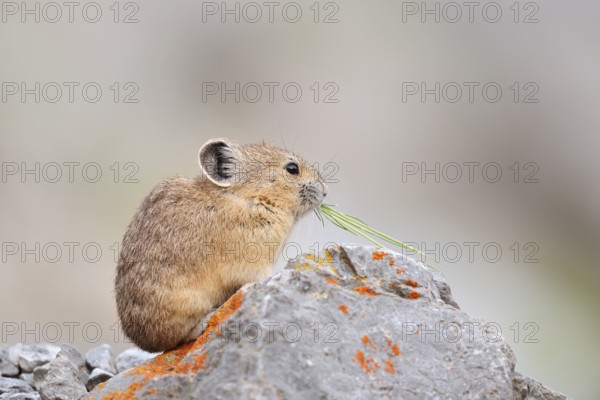 American pika (Ochotona princeps) sitting on a rock and eating, Jasper National Park, Alberta,