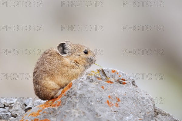 American pika (Ochotona princeps) sitting on a rock and eating, Jasper National Park, Alberta,