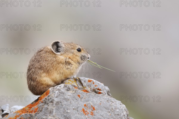 American pika (Ochotona princeps) sitting on a rock and eating, Jasper National Park, Alberta,