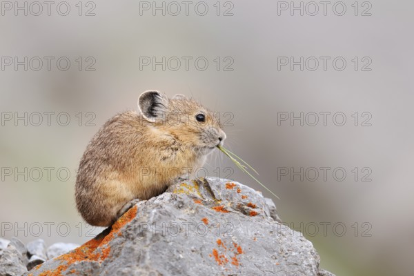 American pika (Ochotona princeps) sitting on a rock and eating, Jasper National Park, Alberta,