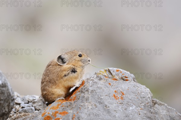 American pika (Ochotona princeps) sitting on a rock and eating, Jasper National Park, Alberta,