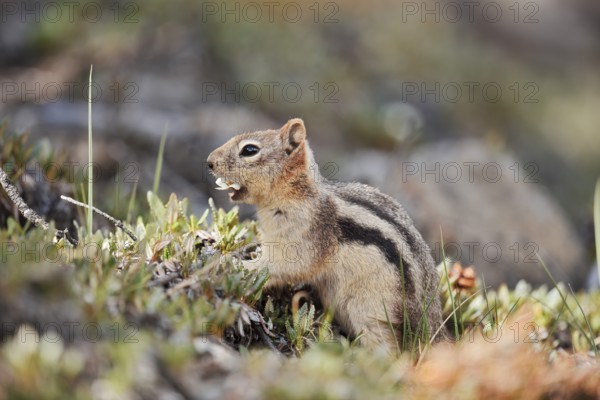 Golden mantle gopher (Callospermophilus lateralis, Spermophilus lateralis), Banff National Park,