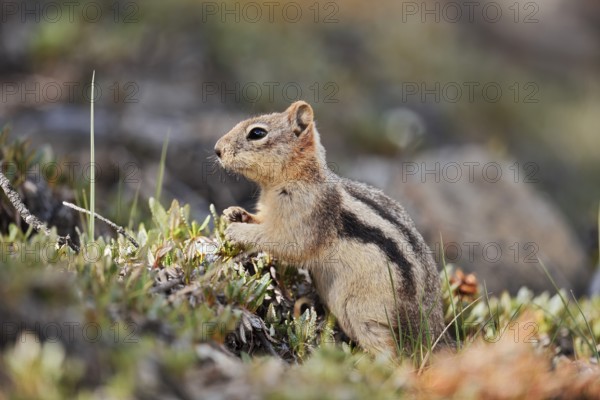 Golden mantle gopher (Callospermophilus lateralis, Spermophilus lateralis), Banff National Park,