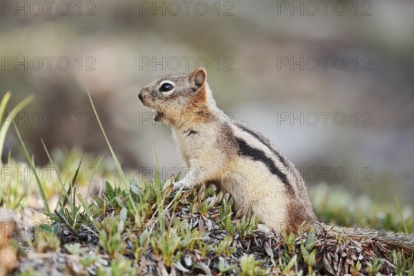 Golden mantle gopher (Callospermophilus lateralis, Spermophilus lateralis), Banff National Park,
