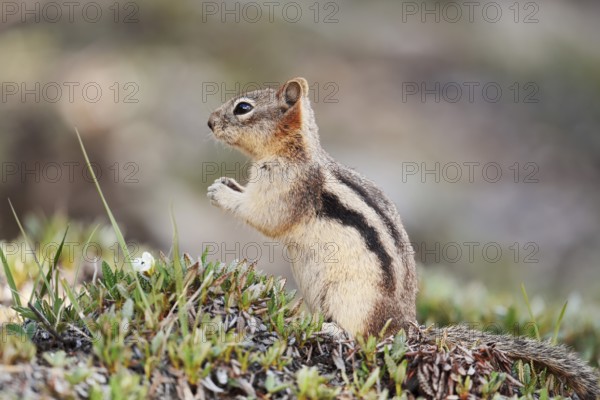 Golden mantle gopher (Callospermophilus lateralis, Spermophilus lateralis), Banff National Park,