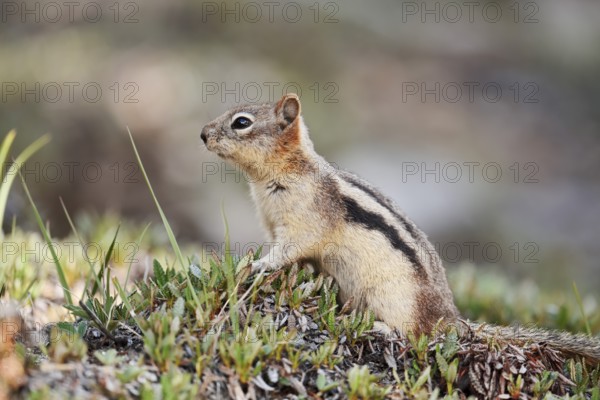 Golden mantle gopher (Callospermophilus lateralis, Spermophilus lateralis), Banff National Park,