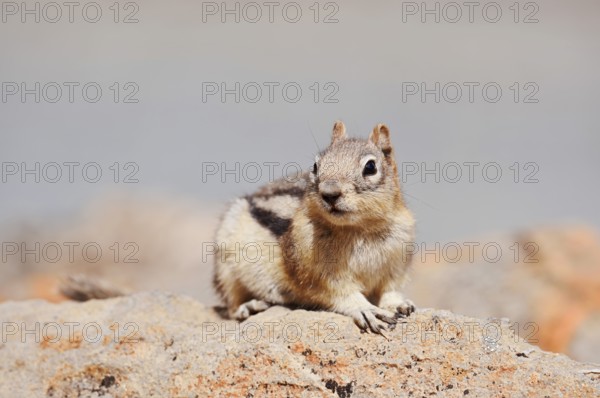 Golden mantle gopher (Callospermophilus lateralis, Spermophilus lateralis) sitting on a rock, Banff