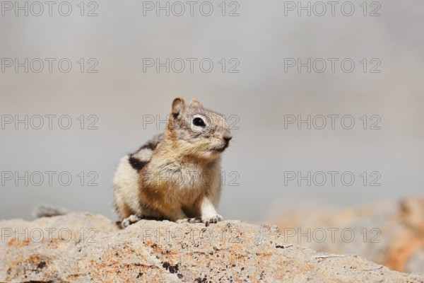 Golden mantle gopher (Callospermophilus lateralis, Spermophilus lateralis) sitting on a rock, Banff