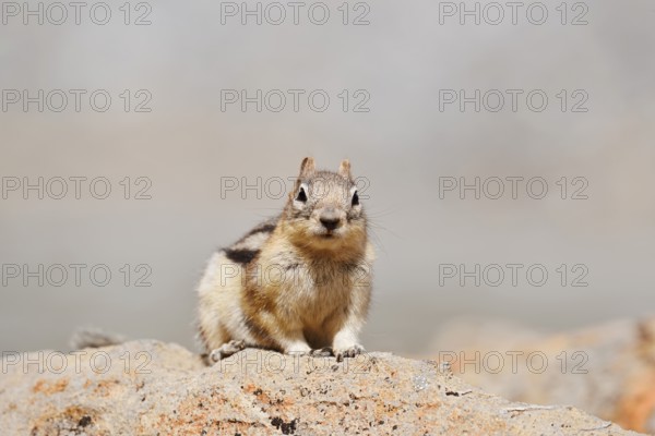Golden mantle gopher (Callospermophilus lateralis, Spermophilus lateralis) sitting on a rock, Banff