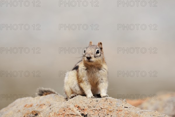 Golden mantle gopher (Callospermophilus lateralis, Spermophilus lateralis) sitting on a rock, Banff
