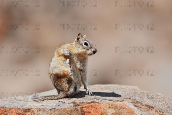 Golden mantle gopher (Callospermophilus lateralis, Spermophilus lateralis) sitting on a rock, Banff