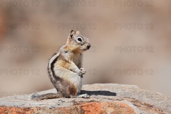 Golden mantle gopher (Callospermophilus lateralis, Spermophilus lateralis) sitting on a rock, Banff