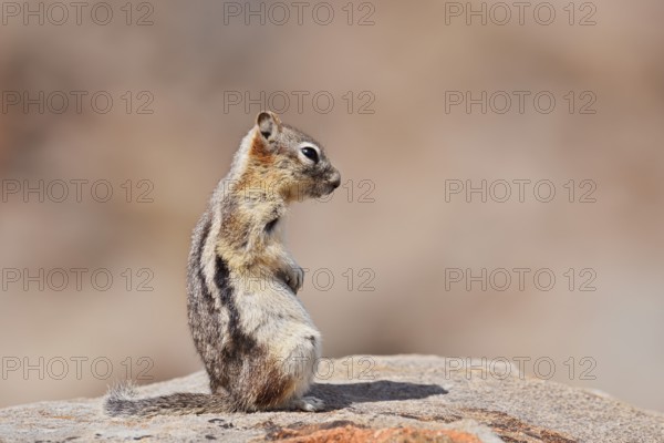 Golden mantle gopher (Callospermophilus lateralis, Spermophilus lateralis) sitting on a rock, Banff