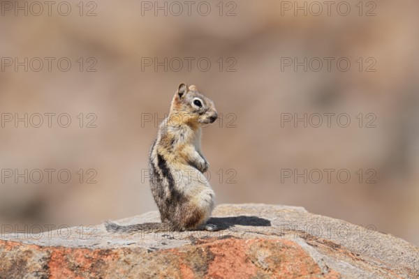 Golden mantle gopher (Callospermophilus lateralis, Spermophilus lateralis) sitting on a rock, Banff