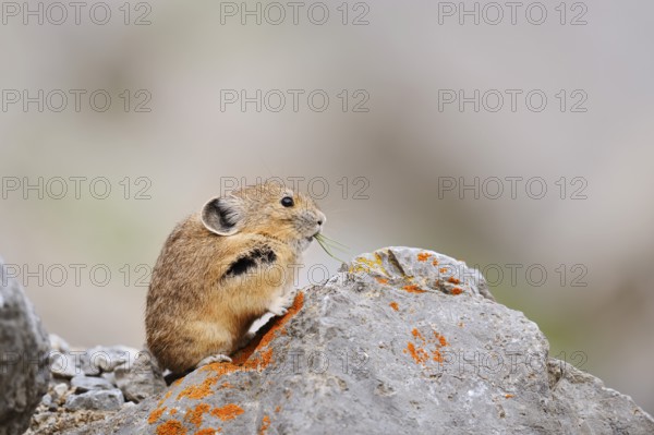 American pika (Ochotona princeps) sitting on a rock and eating, Jasper National Park, Alberta,