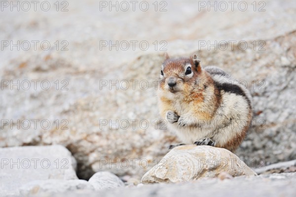 Golden mantle gopher (Callospermophilus lateralis, Spermophilus lateralis), Jasper National Park,