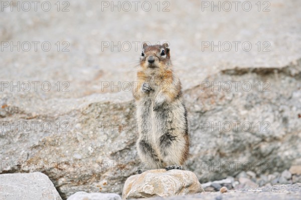 Golden mantle gopher (Callospermophilus lateralis, Spermophilus lateralis) standing upright on a