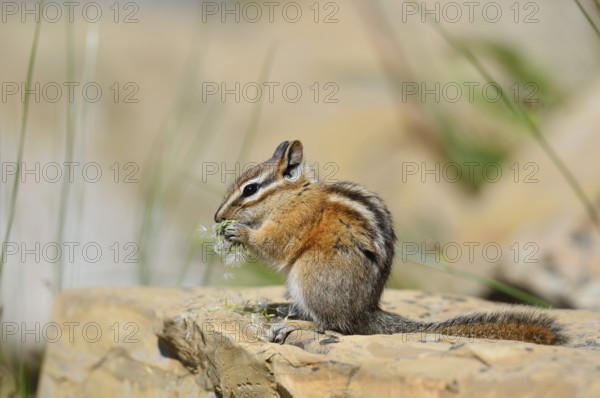 Least chipmunk (Tamias minimus) sitting on a rock eating, Waterton Lakes National Park, Alberta,