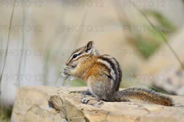 Least chipmunk (Tamias minimus) sitting on a rock eating, Waterton Lakes National Park, Alberta,