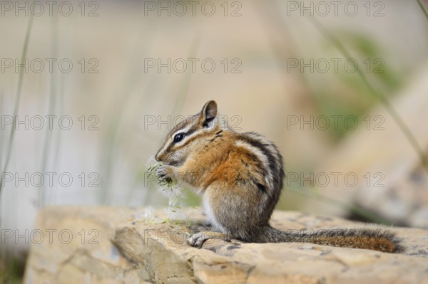 Least chipmunk (Tamias minimus) sitting on a rock eating, Waterton Lakes National Park, Alberta,