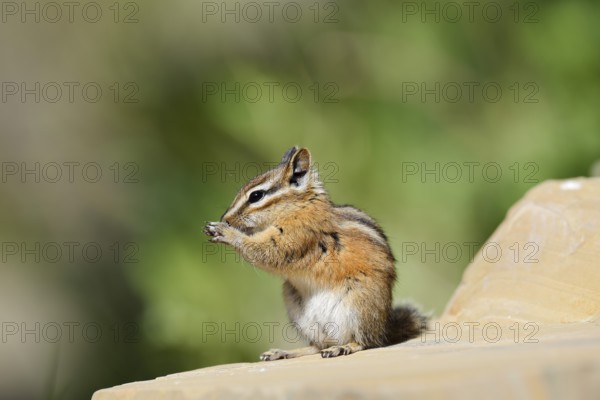 Least chipmunk (Tamias minimus) sitting on a rock eating, Waterton Lakes National Park, Alberta,