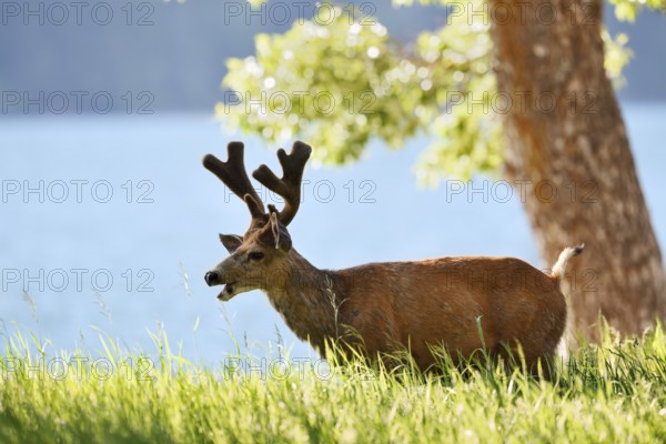 Mule deer or big-eared deer (Odocoileus hemionus), deer with velvet antlers, Waterton Lakes