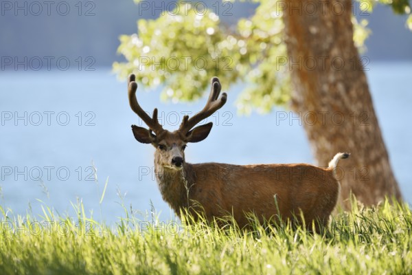 Mule deer or big-eared deer (Odocoileus hemionus), deer with velvet antlers, Waterton Lakes