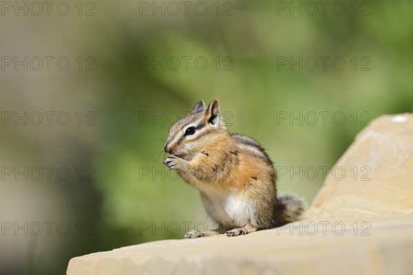 Least chipmunk (Tamias minimus) sitting on a rock eating, Waterton Lakes National Park, Alberta,