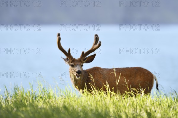 Mule deer or big-eared deer (Odocoileus hemionus), deer with velvet antlers, Waterton Lakes