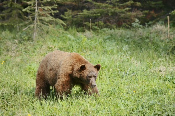 American Black Bear (Ursus americanus), cinnamon-coloured morph, Waterton Lakes National Park,