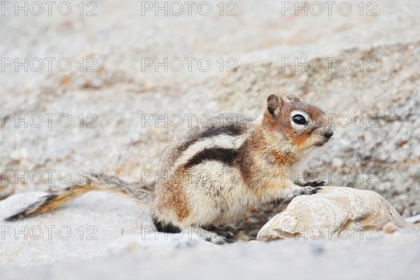 Golden mantle gopher (Callospermophilus lateralis, Spermophilus lateralis), Jasper National Park,