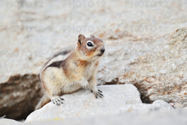 Golden mantle gopher (Callospermophilus lateralis, Spermophilus lateralis), Jasper National Park,