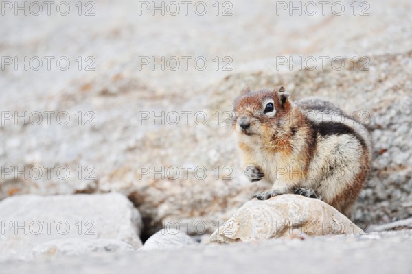 Golden mantle gopher (Callospermophilus lateralis, Spermophilus lateralis), Jasper National Park,