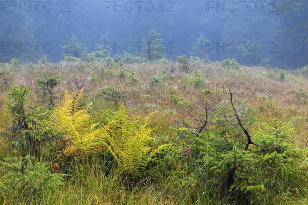 Worm fern (Dryopteris filix-mas) and small pines (Pinus) in a raised bog, Leptosporangiate ferns