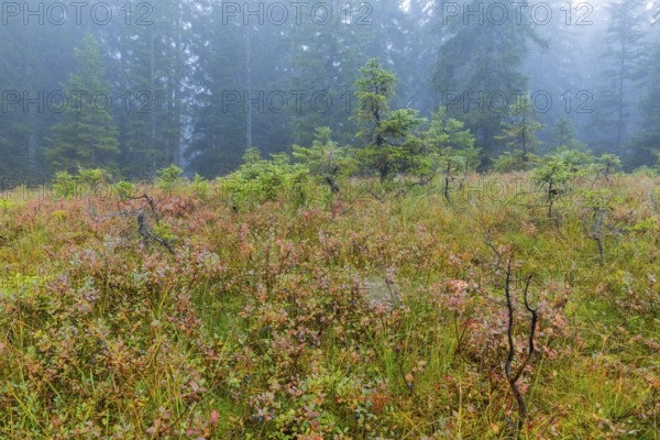 Bilberry (Vaccinium uliginosum) in high moorland, heather family (Ericaceae), small pines (Pinus),